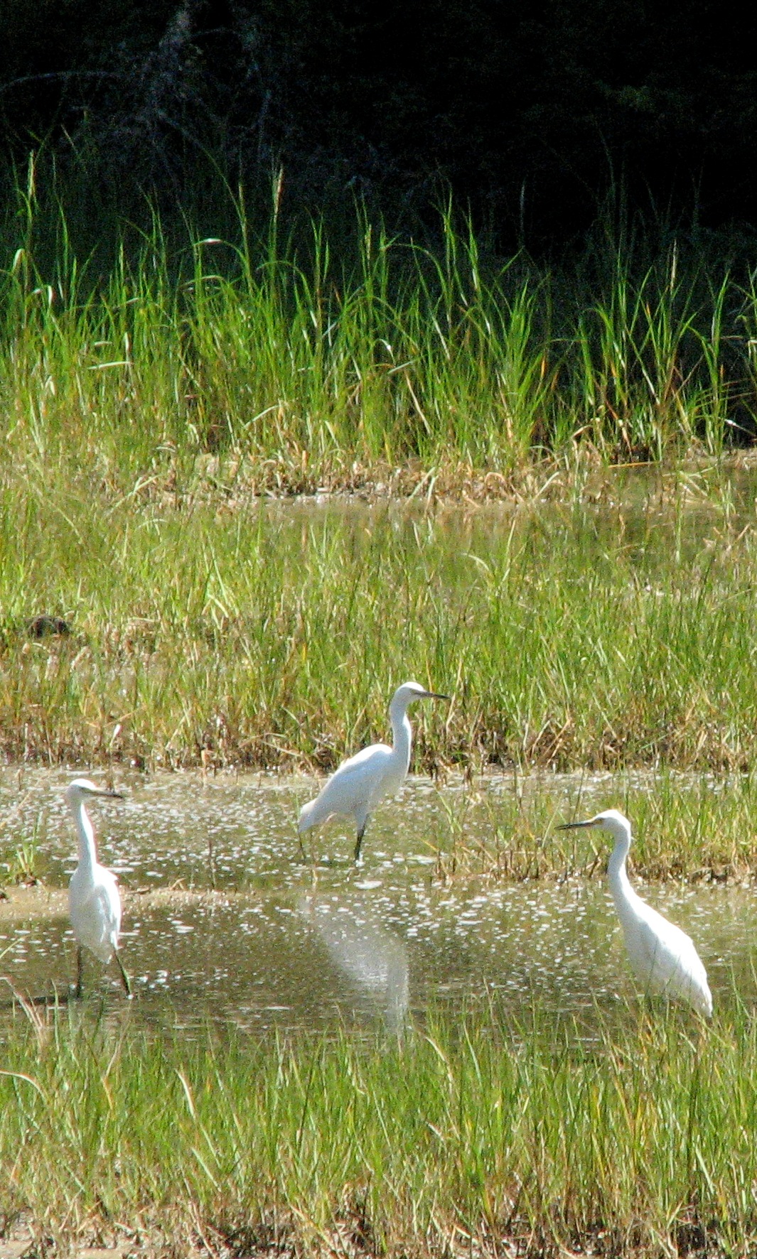 Egrets at Sprague Pond