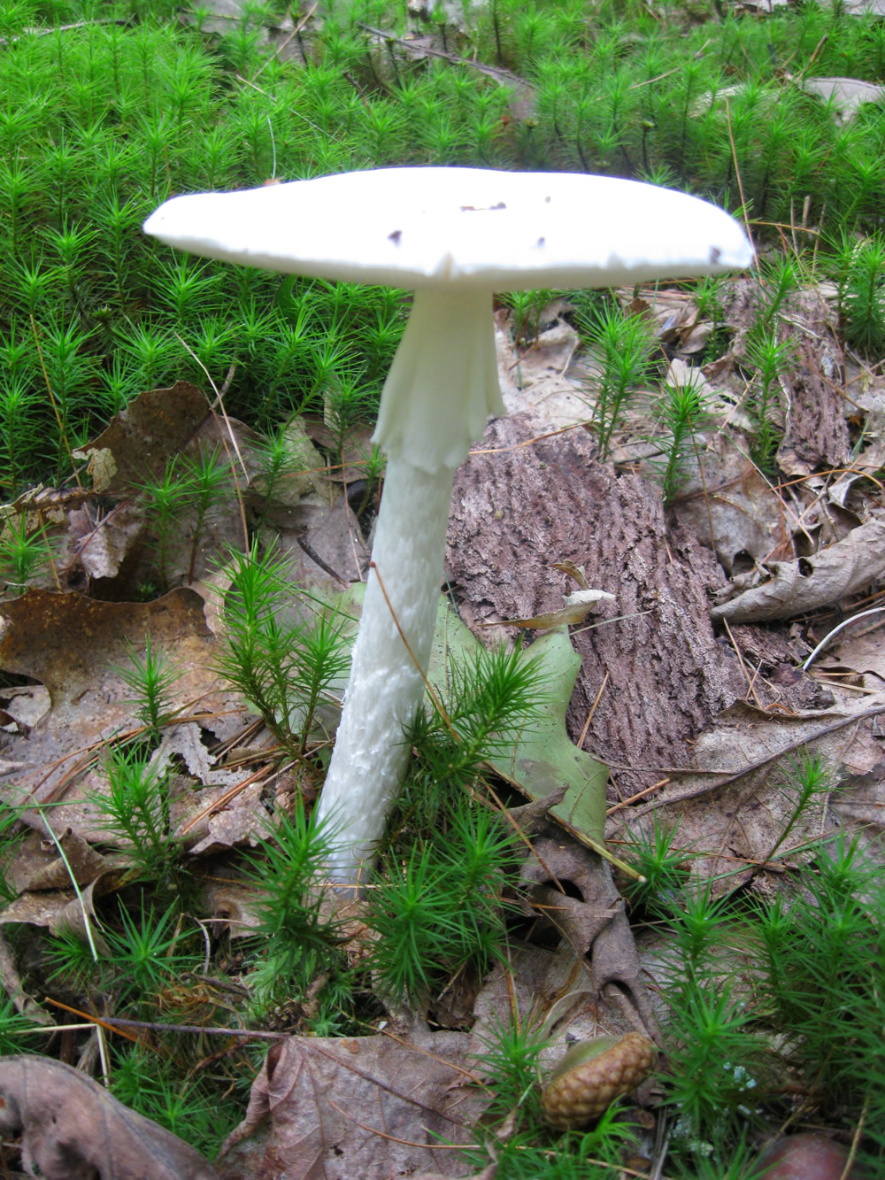 Mushroom and Moss, McDonald Preserve