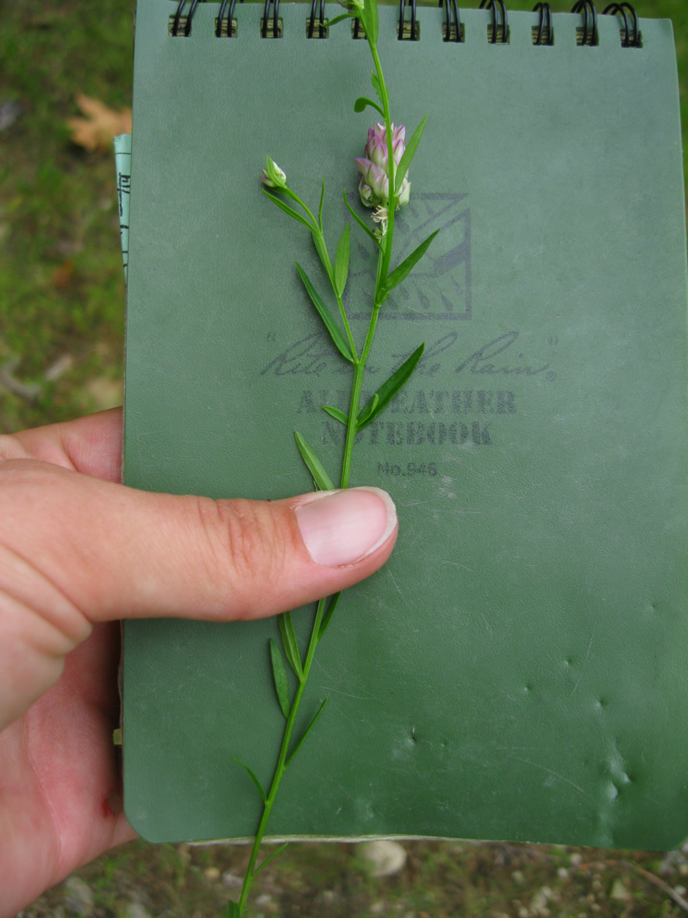 Plant ID photo