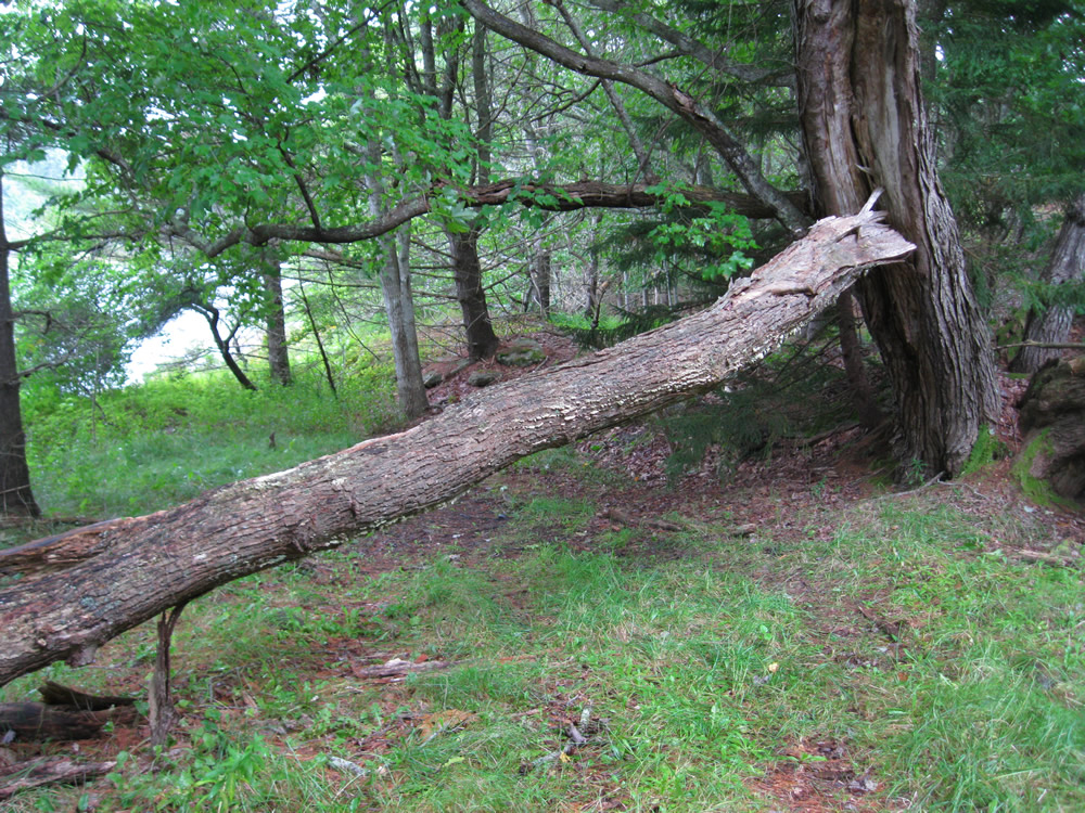 Trees Happen. - Blowdown, Spirit Pond