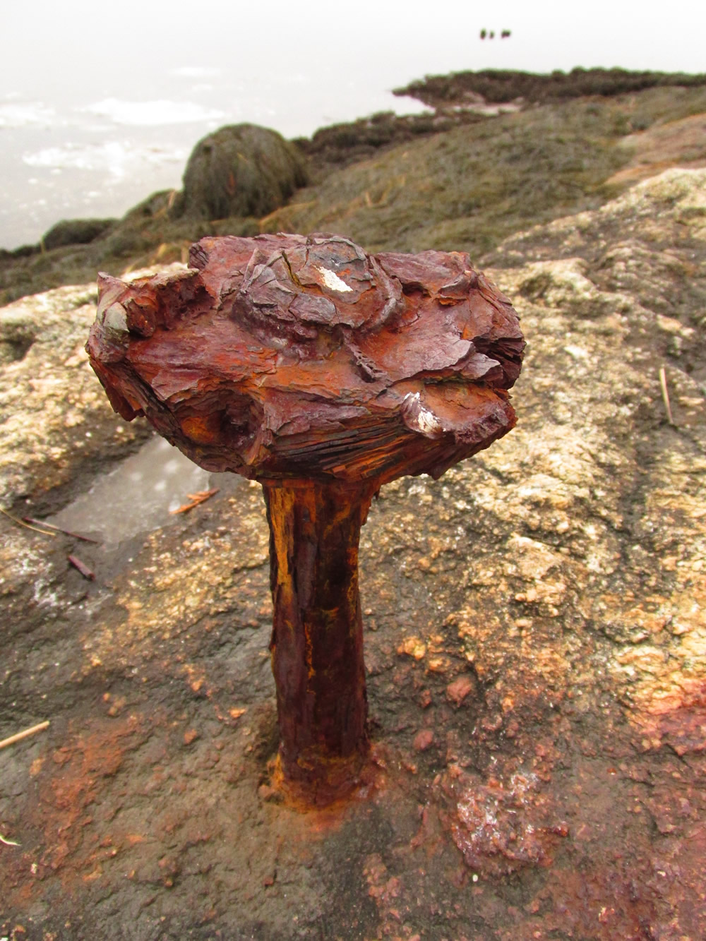 Rusted Tie-down, Wilbur Preserve