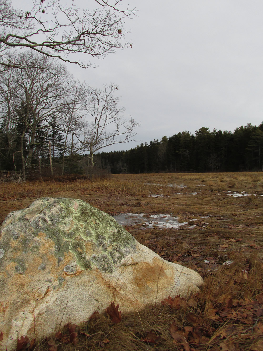 The marsh at Hook Rock Preserve