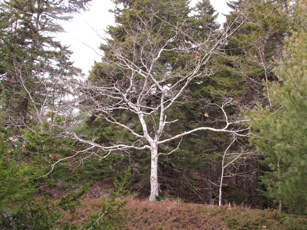 Beech Tree in Winter, Wilbur Preserve 2014