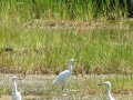Egrets at Sprague Pond