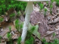 Mushroom and Moss, McDonald Preserve
