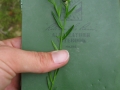 Plant ID photo