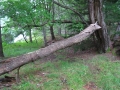 Trees Happen. - Blowdown, Spirit Pond