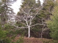 Beech Tree in Winter, Wilbur Preserve 2014