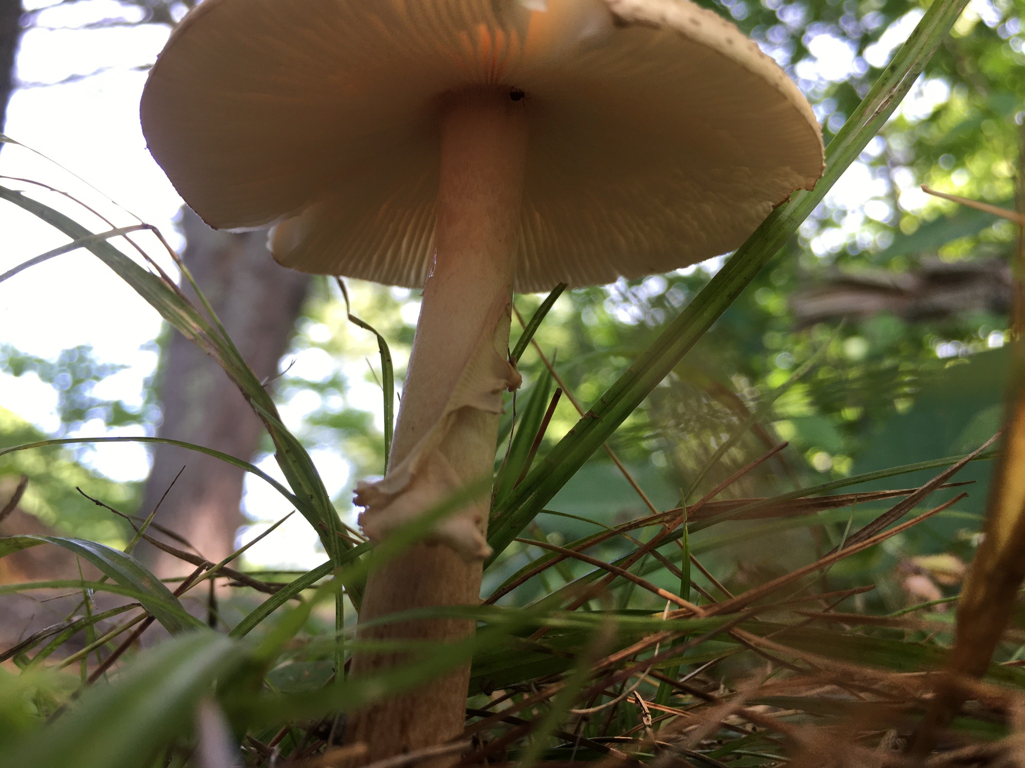 mushroom